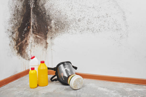 Best Mold Removal Near Me  in Brush Prairie, WA