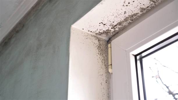 Best Toxic Mold Removal  in Brush Prairie, WA