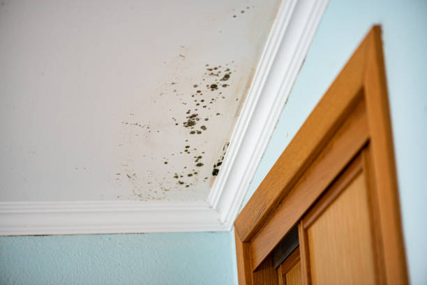 Best Emergency Mold Removal  in Brush Prairie, WA