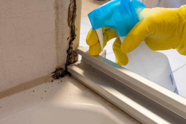 Best Mold Damage Repair  in Brush Prairie, WA