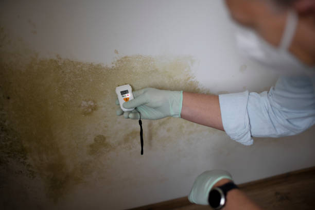 Professional Mold Removal in Brush Prairie, WA