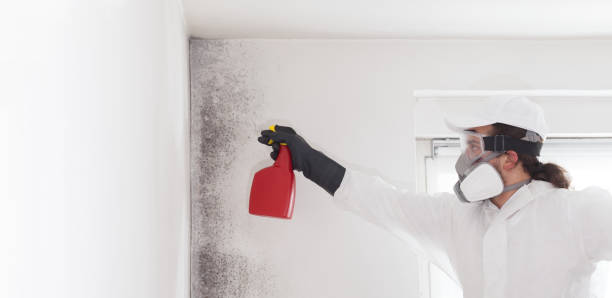 Best Mold Removal and Inspection  in Brush Prairie, WA