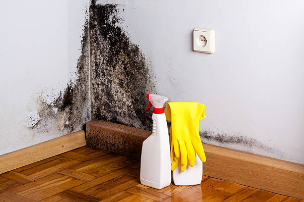 Best Office Mold Removal Services  in Brush Prairie, WA