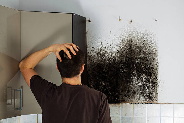 Best Fast Mold Removal  in Brush Prairie, WA
