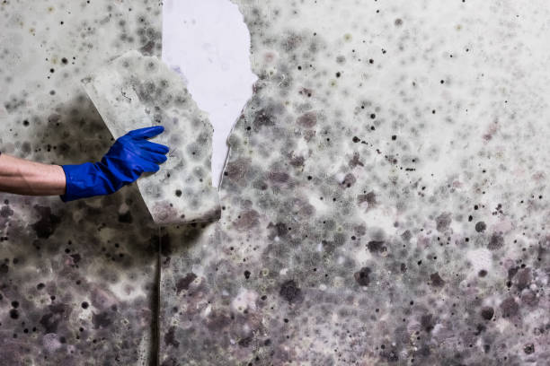 Best Mold Testing  in Brush Prairie, WA