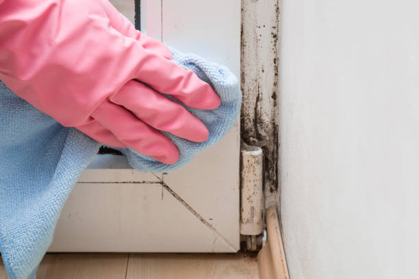 Office Mold Removal Services in Brush Prairie, WA