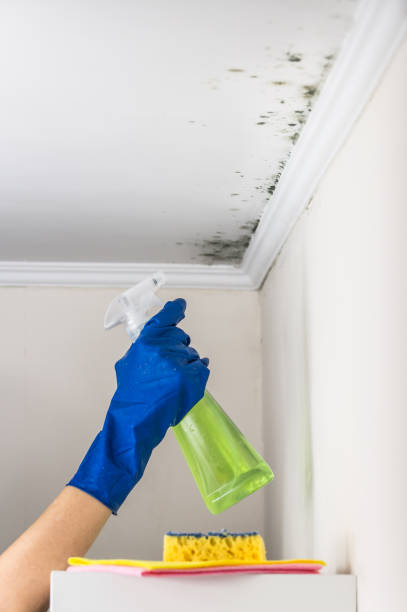 Best Mold Testing  in Brush Prairie, WA
